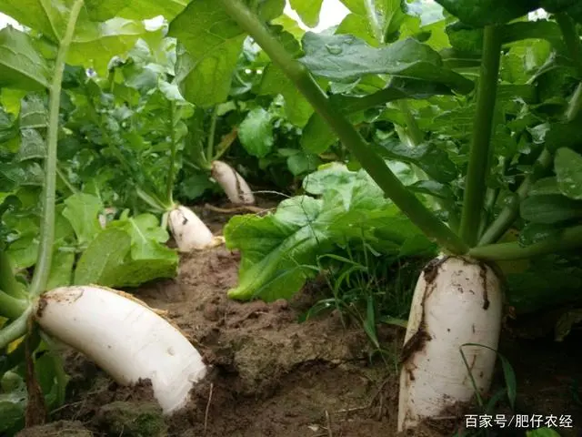 广东农村萝卜种植技术_萝卜栽培技术_萝卜种植技术视频