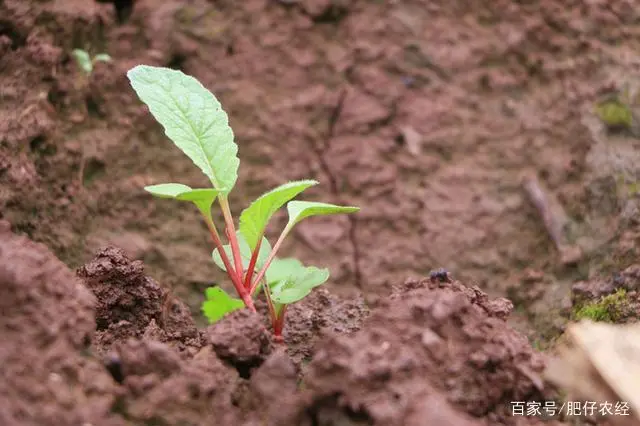 萝卜种植技术视频_萝卜栽培技术_广东农村萝卜种植技术