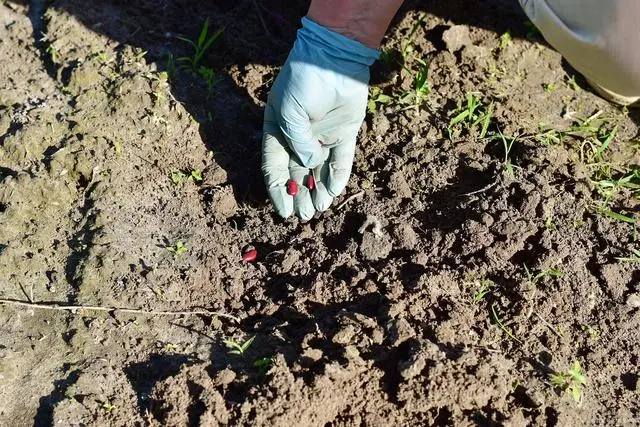 广东农村萝卜种植技术_萝卜种植小技巧_萝卜种植技术视频