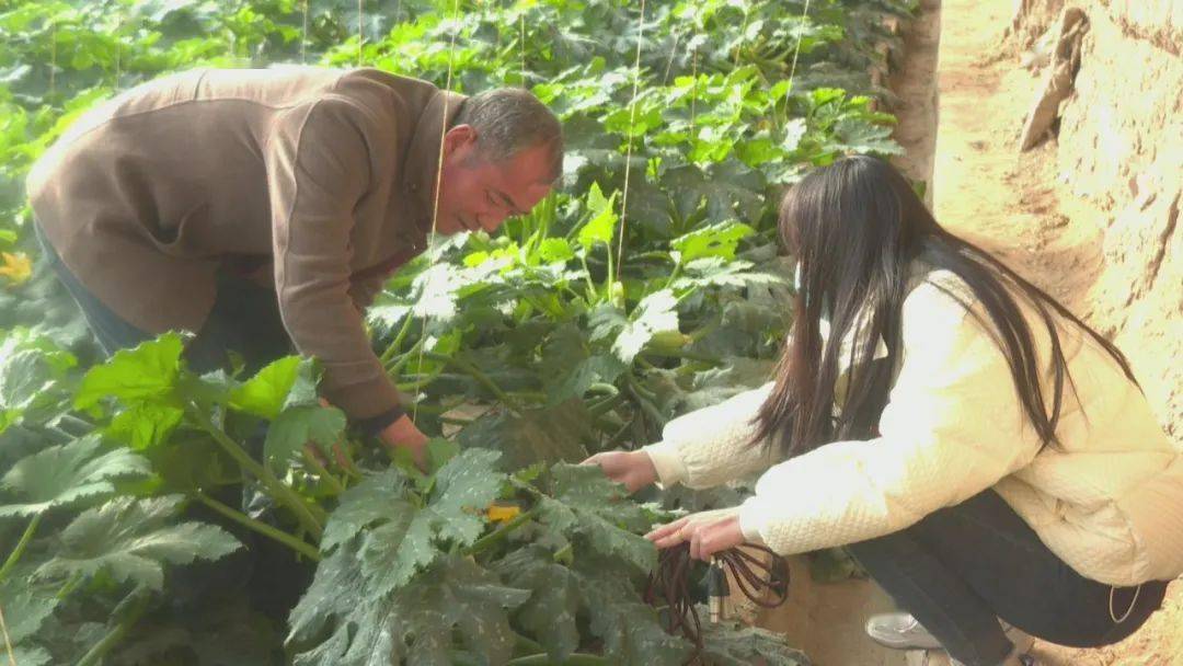 致富经视频大棚种植_大棚种植牧草致富经视频_大棚致富项目