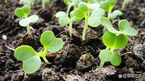 广东农村萝卜种植技术_萝卜种植技术视频_萝卜栽培技术