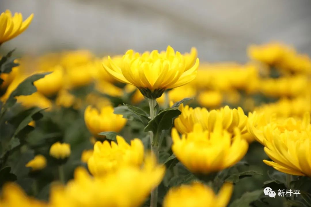 致富经菊花种植_菊花种植成为村民致富_致富菊花种植视频