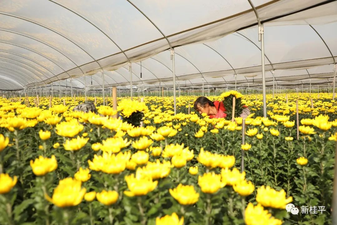 致富经菊花种植_致富菊花种植视频_菊花种植成为村民致富