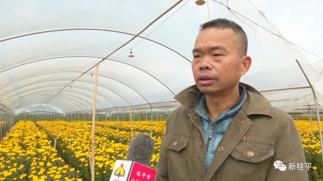 菊花种植成为村民致富_致富经菊花种植_致富菊花种植视频