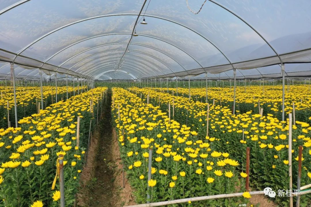 致富经菊花种植_菊花种植成为村民致富_致富菊花种植视频