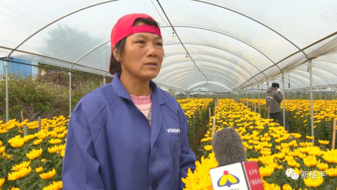 致富经菊花种植_菊花种植成为村民致富_致富菊花种植视频