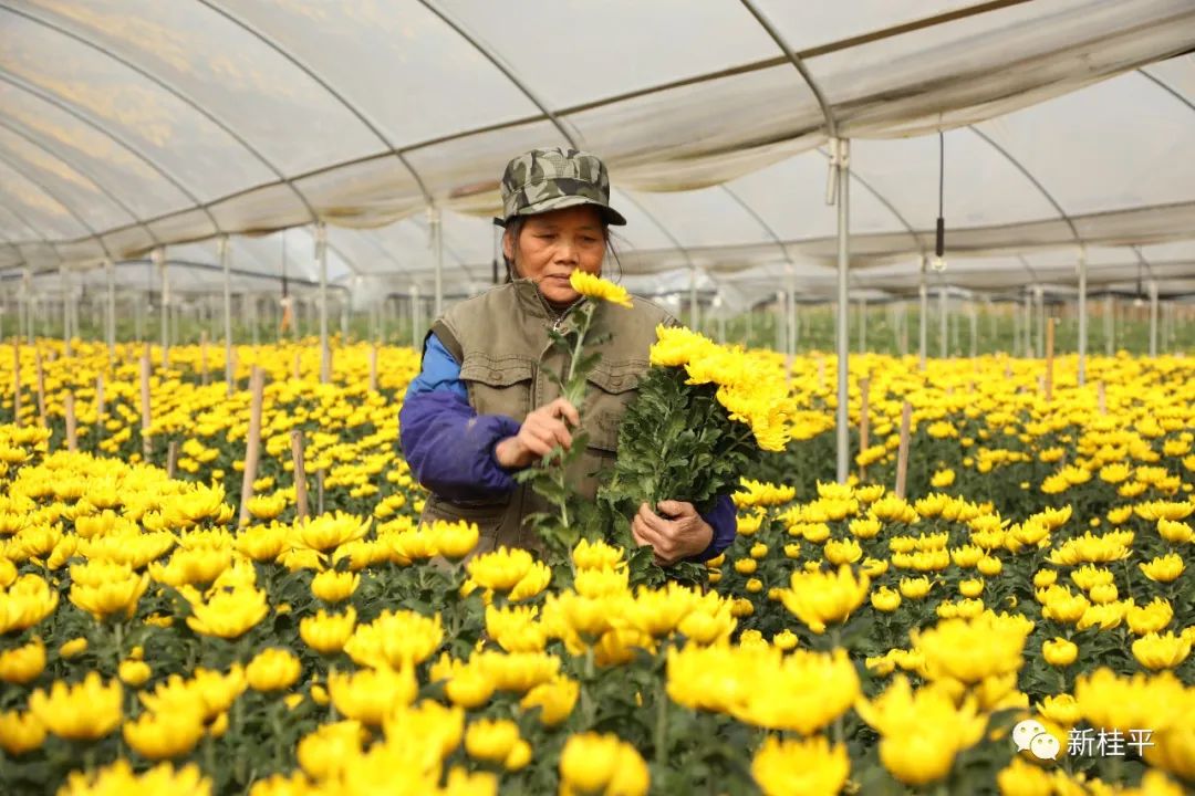 致富菊花种植视频_致富经菊花种植_菊花种植成为村民致富