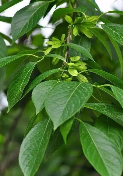 厚朴种植效益_种植厚朴致富_厚朴种植一亩地收益