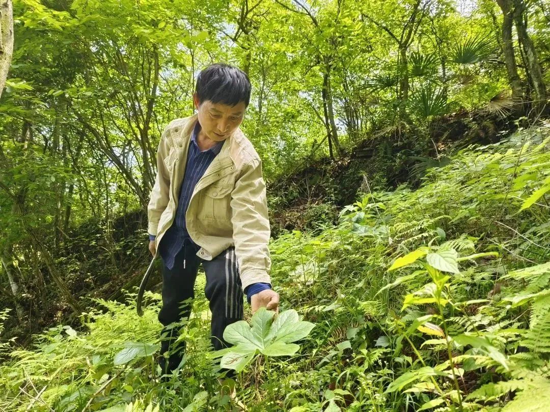 厚朴种植一亩地收益_致富种植厚朴图片大全_种植厚朴致富