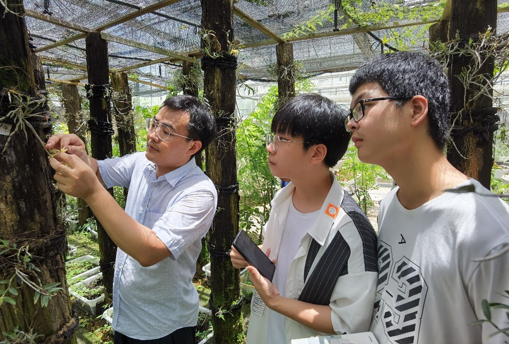 石斛种植的关键技术有哪些_农村新技术 石斛种植_种植石斛视频