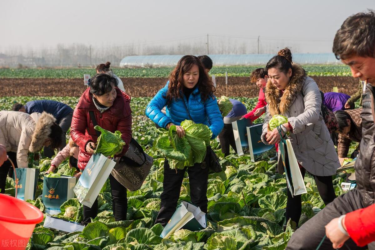 农业种植致富小项目有哪些_农业致富好项目种植_农村致富项目种植业