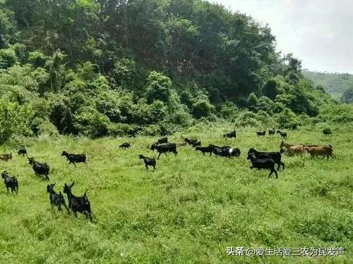 农业致富好项目种植_农业种植致富小项目有哪些_农村致富新项目种植业