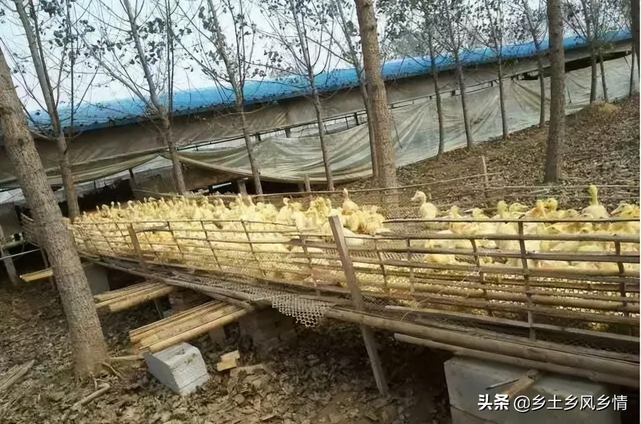 致富经养番鸭视频_视频致富养番鸭是真的吗_养殖番鸭赚钱吗