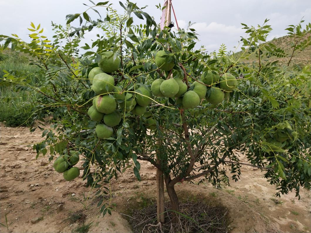 种植文冠果的国家政策_文冠果种植效益_文冠果种植致富