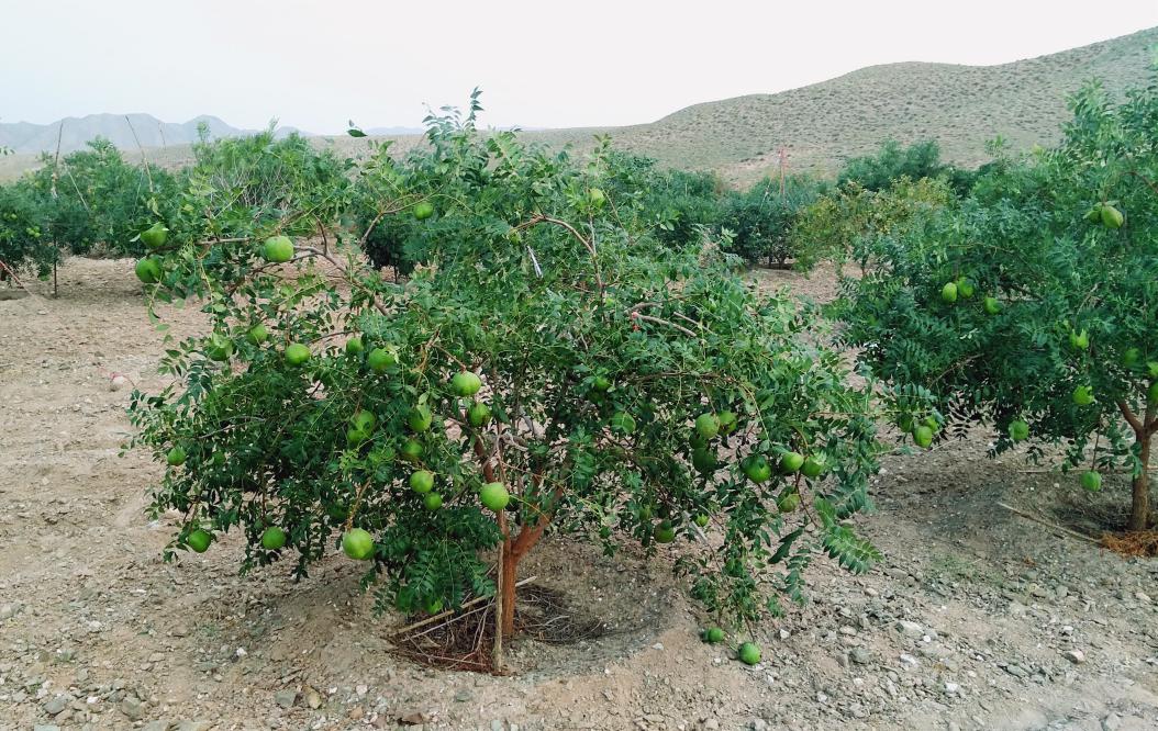 文冠果种植致富_种植文冠果的国家政策_文冠果种植效益