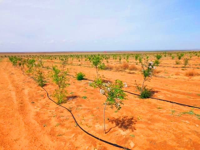 文冠果种植效益_文冠果种植致富_种植文冠果的国家政策