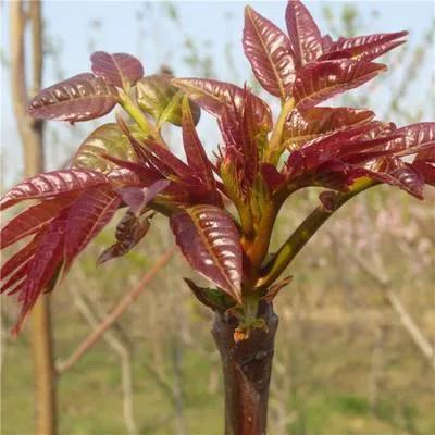 农业致富好项目种植_农村致富项目种植业_农业种植致富小项目有哪些