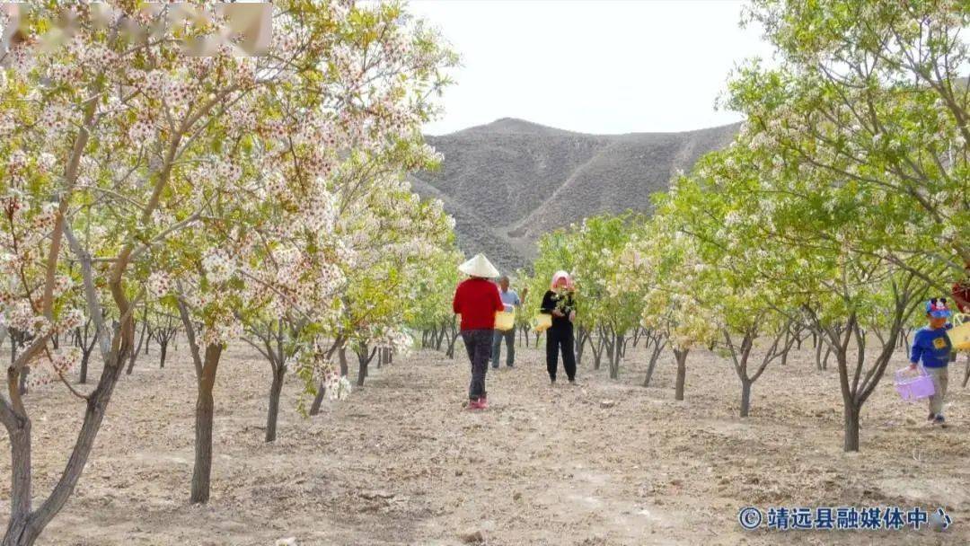 文冠果种植致富_文冠果种植效益_种植文冠果树前景如何