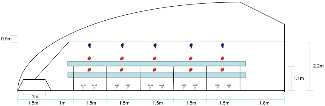 葡萄草莓食用菌立体种植方案及管理技术