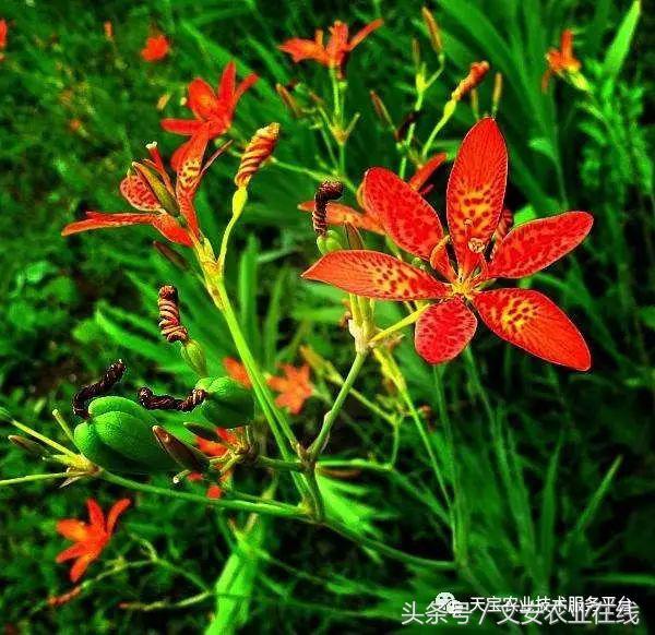 香料作物的种植_香料致富种植技术视频_种植什么香料致富