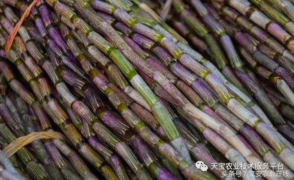 香料致富种植技术视频_香料作物的种植_种植什么香料致富