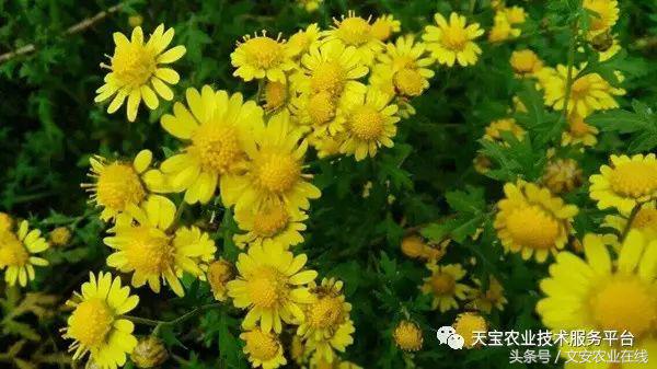 香料致富种植技术视频_种植什么香料致富_香料作物的种植