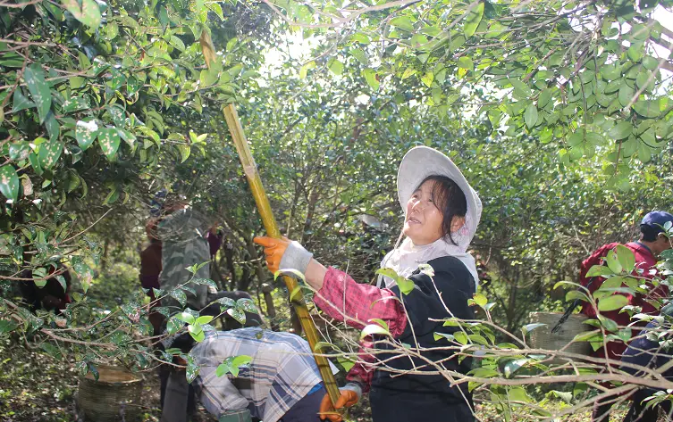 高山茶种植条件_高山种植致富茶_致富高山种植茶叶视频