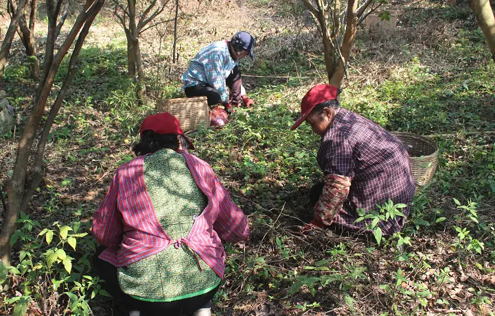 高山种植致富茶_致富高山种植茶叶视频_高山茶种植条件