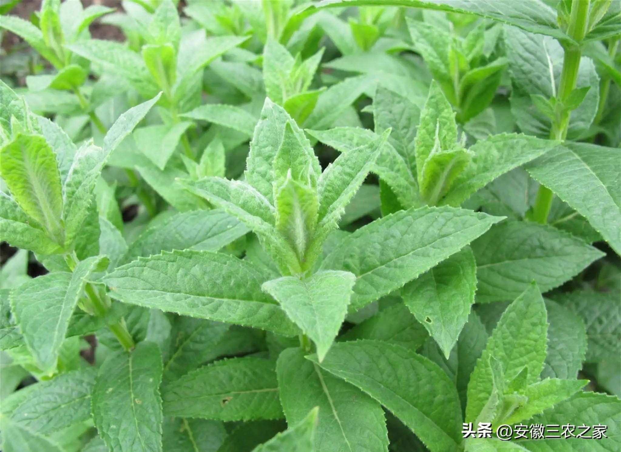 香料种植技术_香料致富种植方案_种植什么香料致富