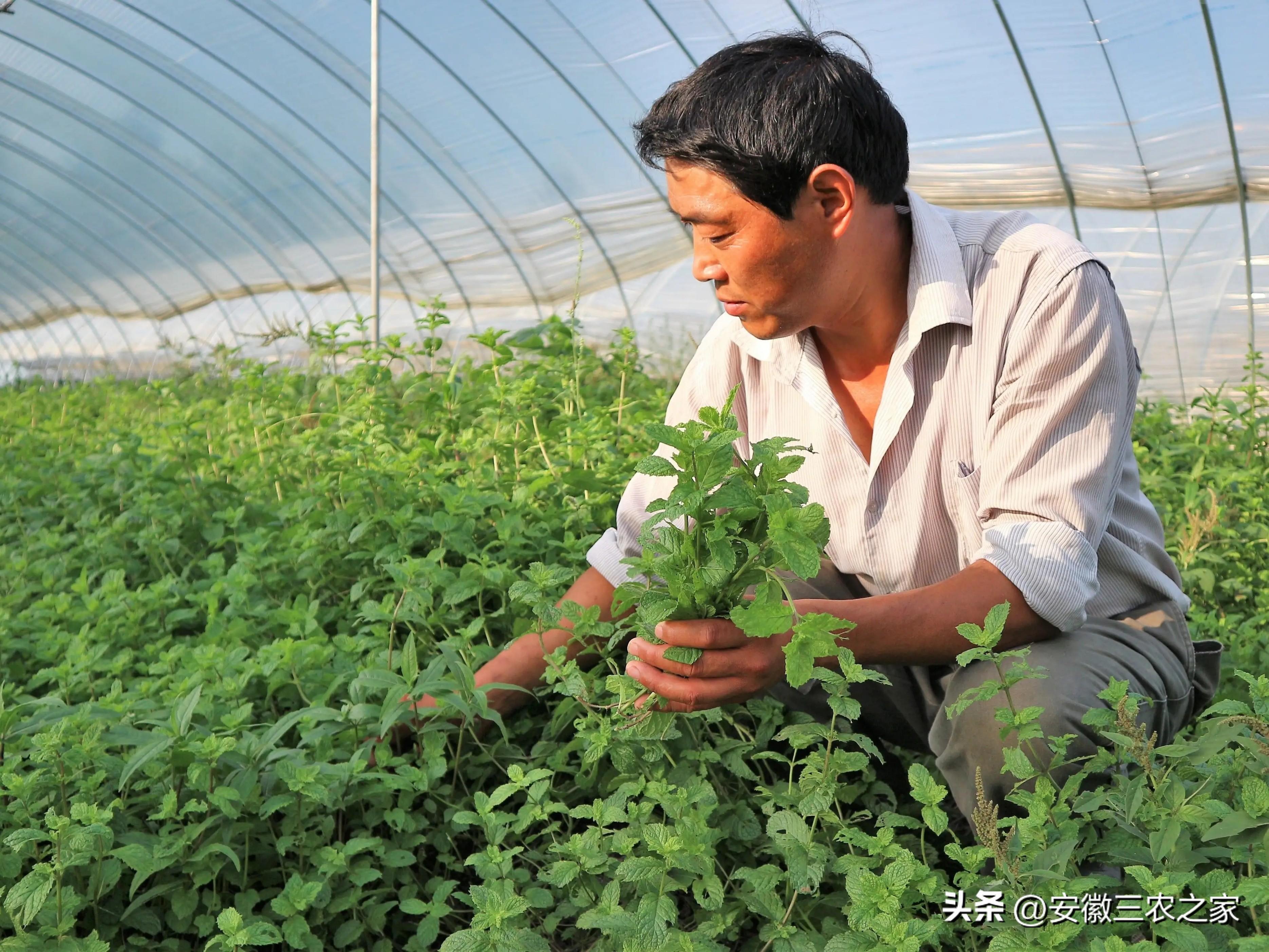 种植什么香料致富_香料致富种植方案_香料种植技术