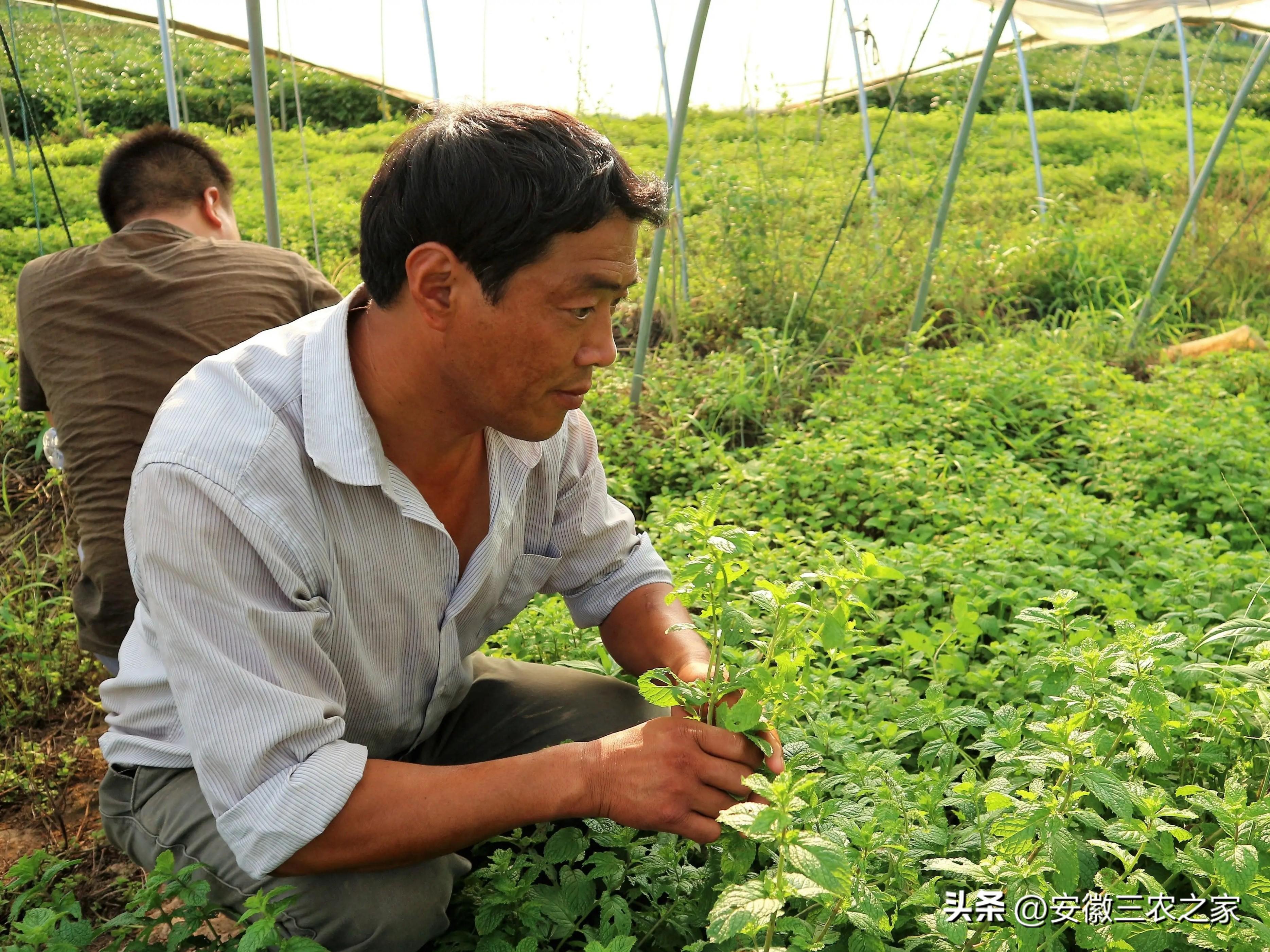 种植什么香料致富_香料致富种植方案_香料种植技术