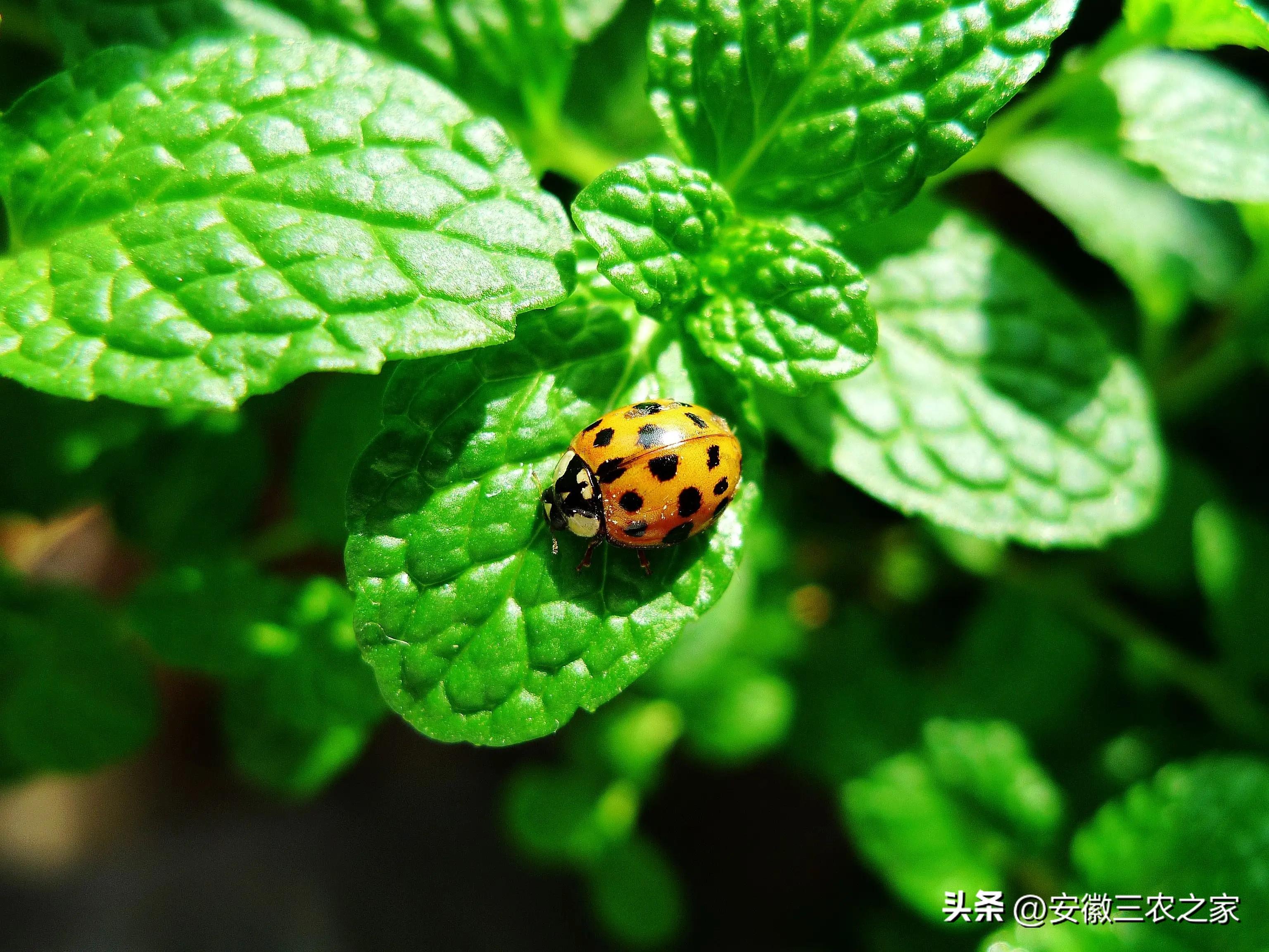 香料种植技术_种植什么香料致富_香料致富种植方案