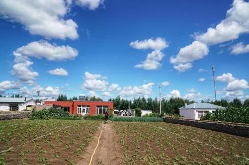 种植 脱贫致富_脱贫种植项目_种植脱贫致富的故事