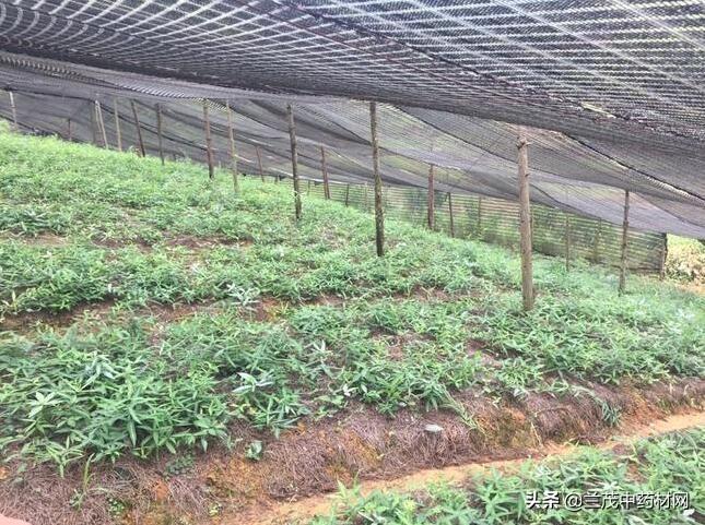 香料种植技术_种植什么香料致富_香料致富种植技术视频