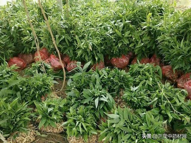 香料致富种植技术视频_种植什么香料致富_香料种植技术