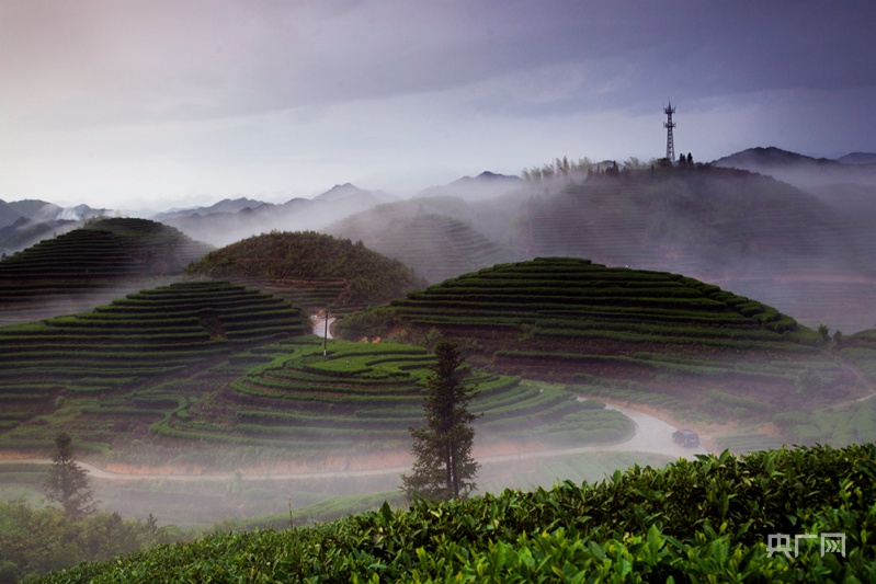 一座茶园，唱响澄源“三茶”故事