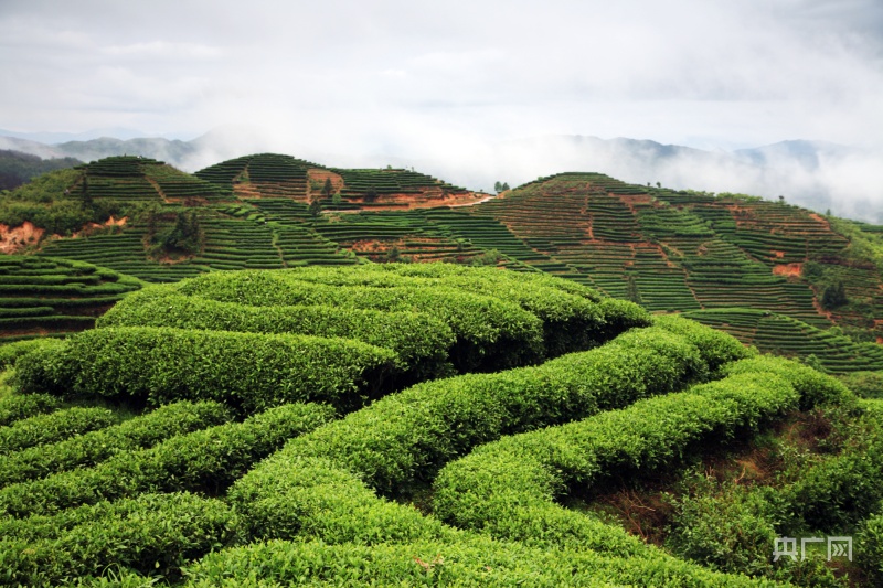 高山茶叶种植技术_高山种植致富茶_高山种什么茶叶品种好