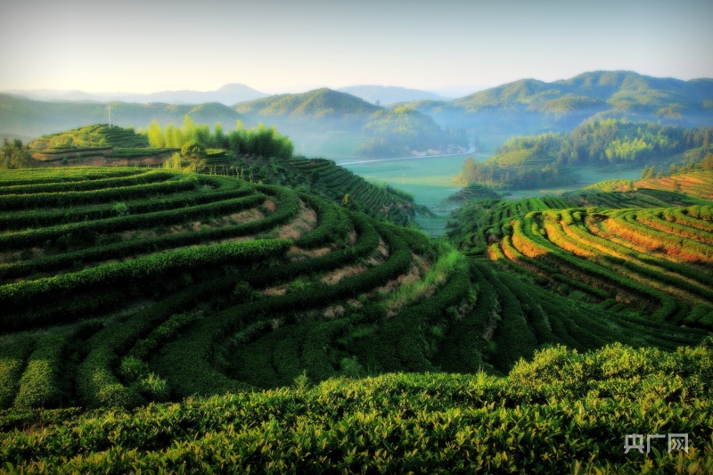 高山种什么茶叶品种好_高山茶叶种植技术_高山种植致富茶