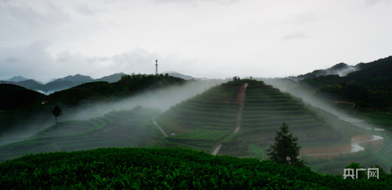 高山种什么茶叶品种好_高山种植致富茶_高山茶叶种植技术