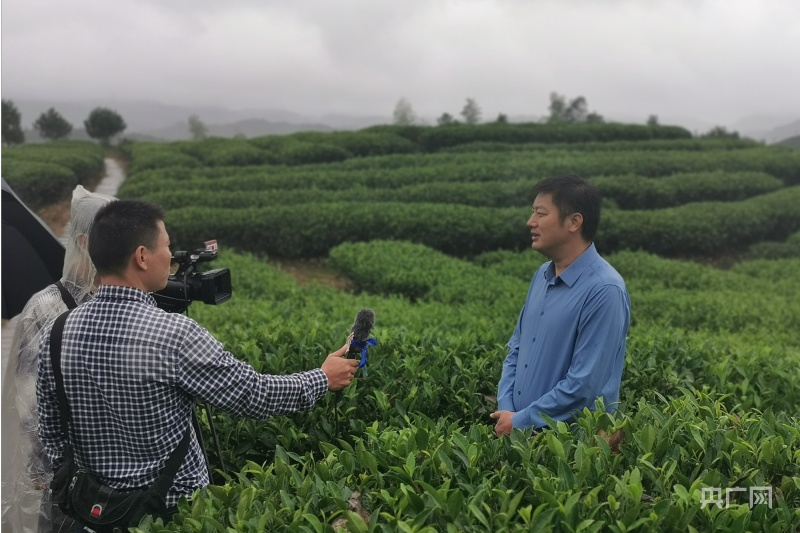 高山种什么茶叶品种好_高山种植致富茶_高山茶叶种植技术