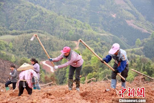 高山种什么茶叶品种好_高山种植致富茶_高山种茶的优势