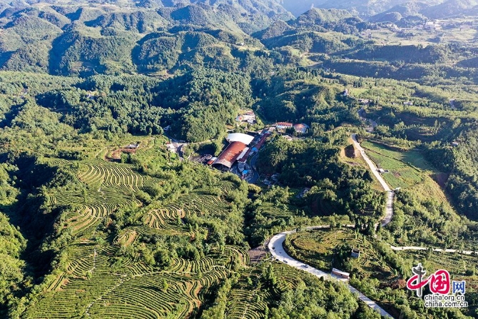 致富高山种植茶叶视频_高山种什么茶叶品种好_高山种植致富茶