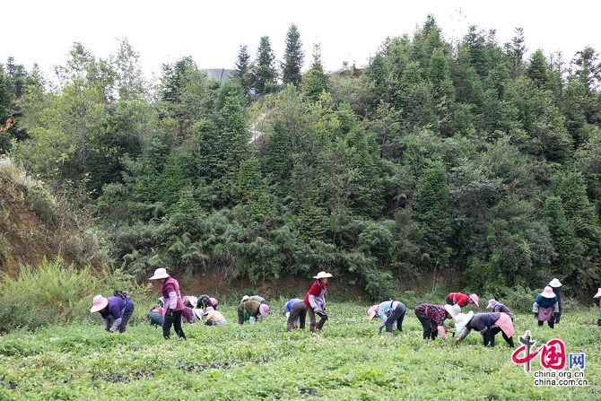 高山种什么茶叶品种好_高山种植致富茶_致富高山种植茶叶视频