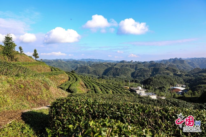 高山种什么茶叶品种好_高山种植致富茶_致富高山种植茶叶视频