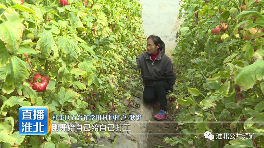 种植大棚蔬菜 带动村民致富