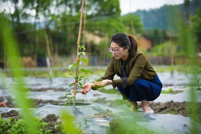 种植 脱贫致富_种植脱贫致富的故事_脱贫致富种植黄金奈李挂果