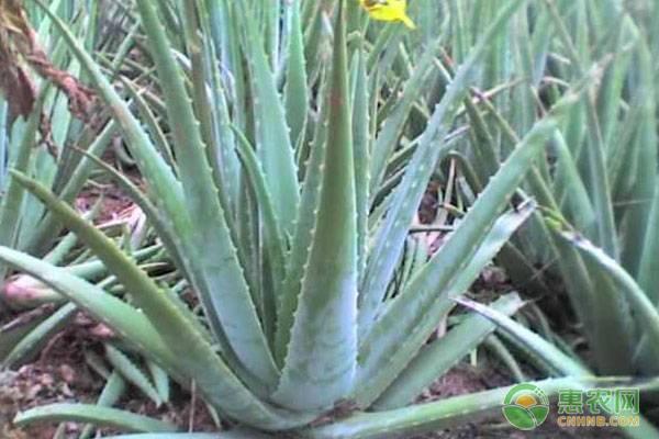 香料致富种植视频_种植什么香料致富_香料致富种植技术视频