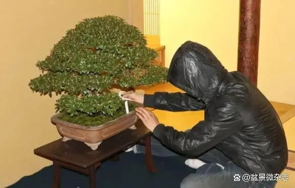 盆景种植技术_种植盆景技术视频_种植盆景技术要点