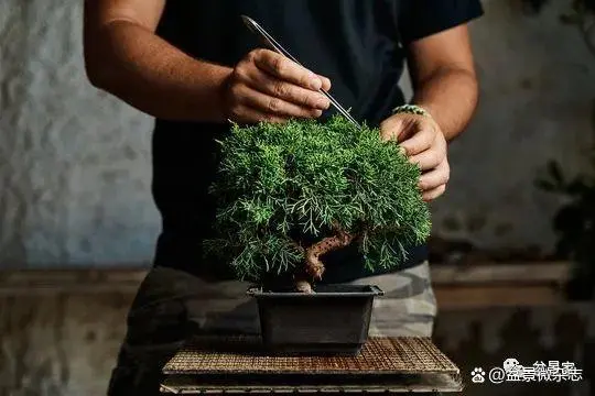 盆景种植技术_种植盆景技术视频_种植盆景技术要点