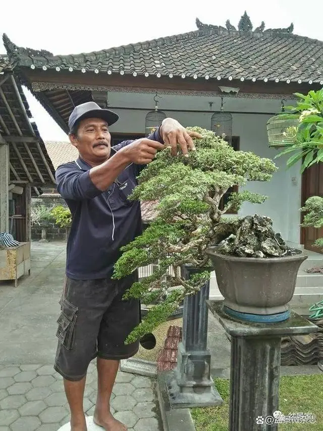 盆景种植技术_种植盆景技术要点_种植盆景技术视频